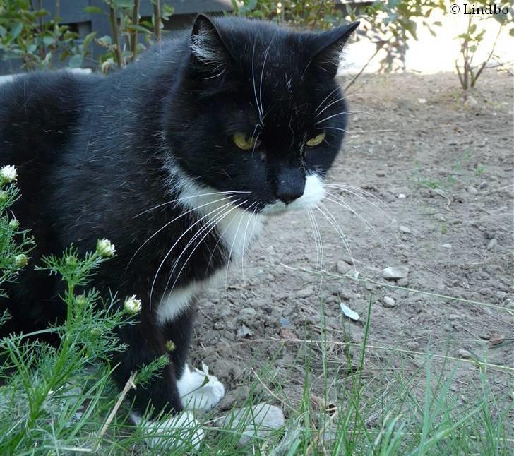 Huskat | Anton - Anton når han er kvik :D - Hvilket ikke sker så tit .. 28/7-08 billede 4