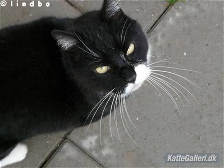 Huskat | Anton - Anton kigger :D  billede 5