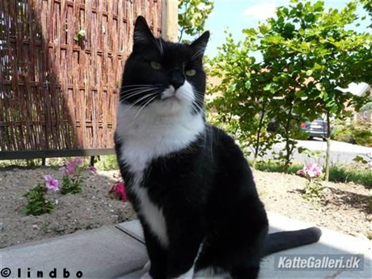 Huskat | Anton - Han kigger efter noget     billede 6