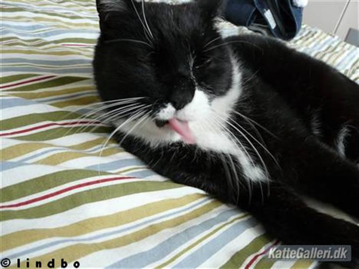 Huskat | Anton - Prøv at se hans tunge? :D.   billede 7