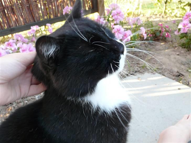 Huskat | Anton - At blive nusset d: Det var ret svært at tage det billede, eftersom det både er mig der kæler ham og tar billede :p billede 8