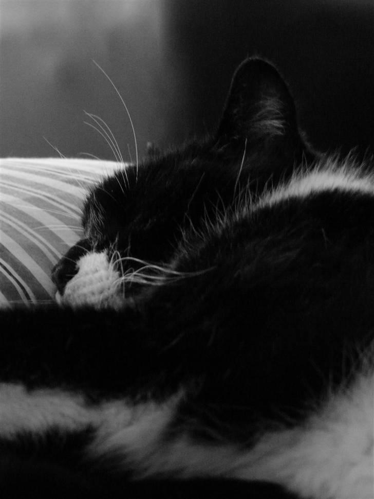 Huskat | Anton - Anton elsker græsset :)     27/7-08 billede 9