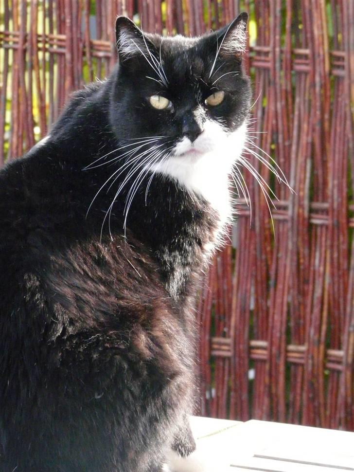 Huskat | Anton - Med mobilen :) billede 10