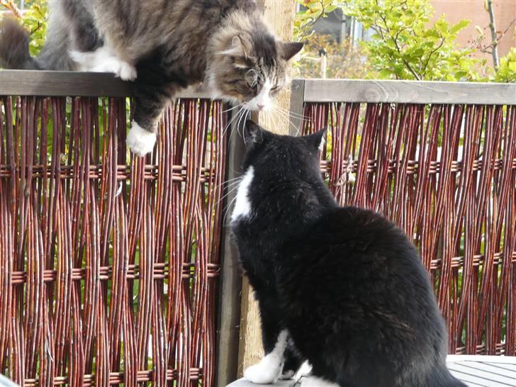 Huskat | Anton - Sputte prøver at hoppe ned på bordet, men Anton er bestemt ikke helt med på det ! NYT ! billede 11