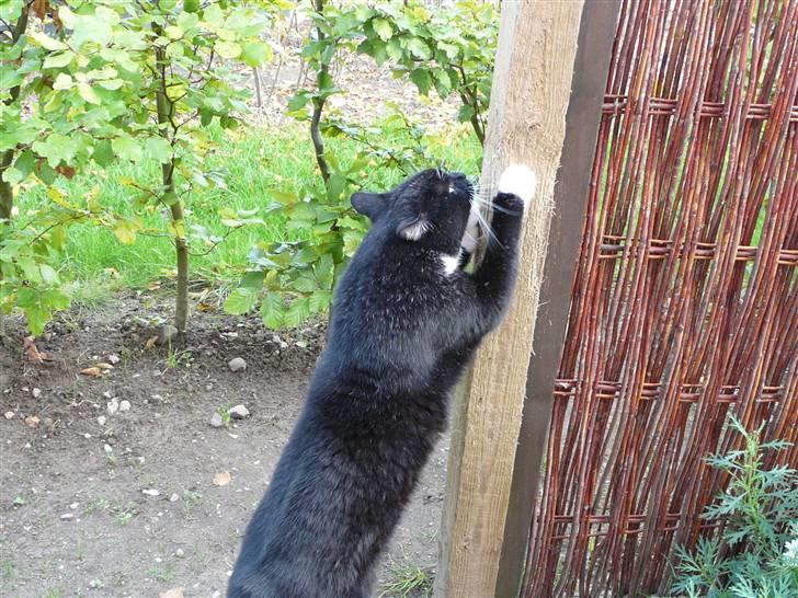 Huskat | Anton - Anton kradser klør på vores hegn s; .. Det er moar ikke så glad for :D NYT billede 12