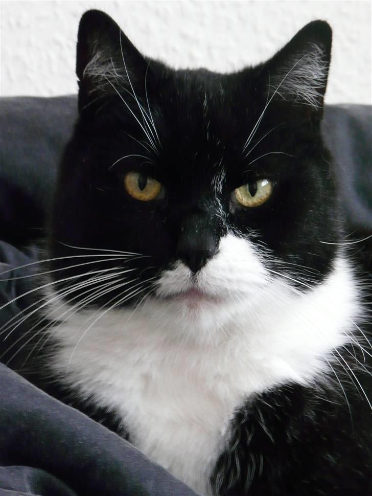 Huskat | Anton - Anton leger model :D .. NYT billede 13