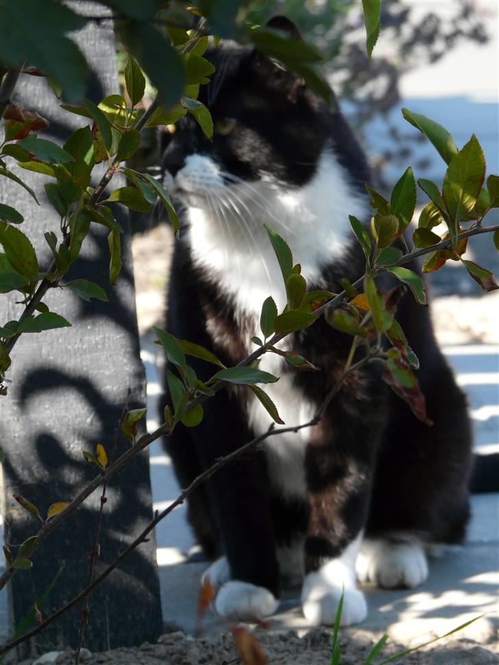 Huskat | Anton - Synes selv det er et godt skud :D   28/7-08 billede 14