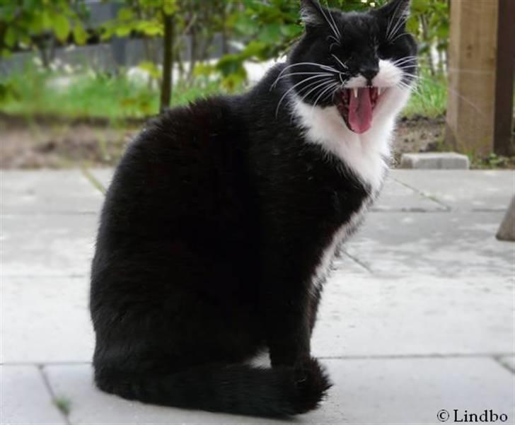 Huskat | Anton - Anton gaber :D billede 15