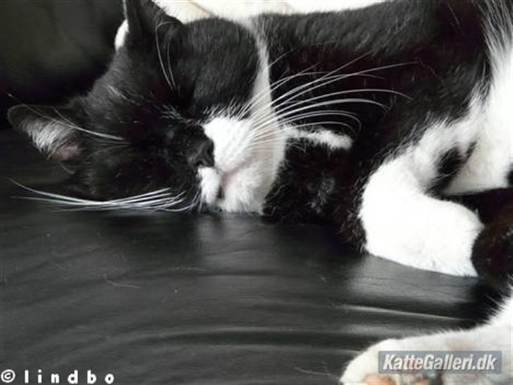 Huskat | Anton - Han ser lettere dum ud? Ö   billede 16