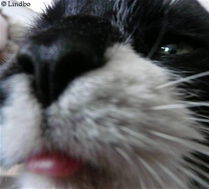 Huskat | Anton - Anton lidt tæt på :D   27/7-08 billede 17