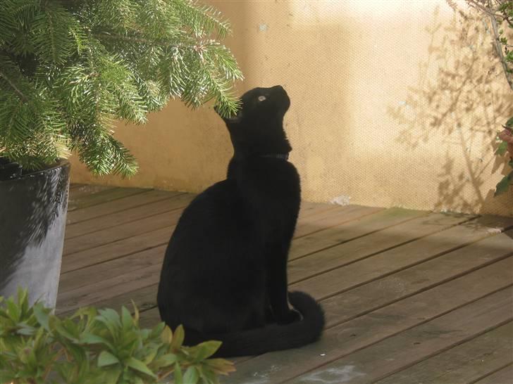 Huskat mio billede 2