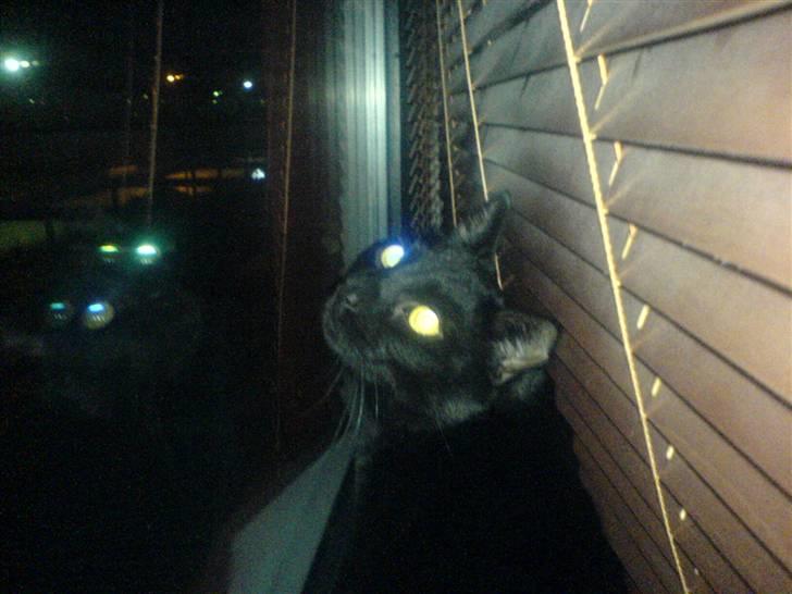 Huskat mio billede 6