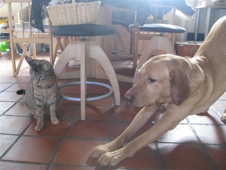 Huskat frida - Hvad fanden lave hjalte nu ?? billede 9