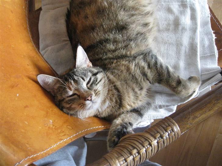 Huskat frida - Arrrh .. kom & nus mig ;b billede 10