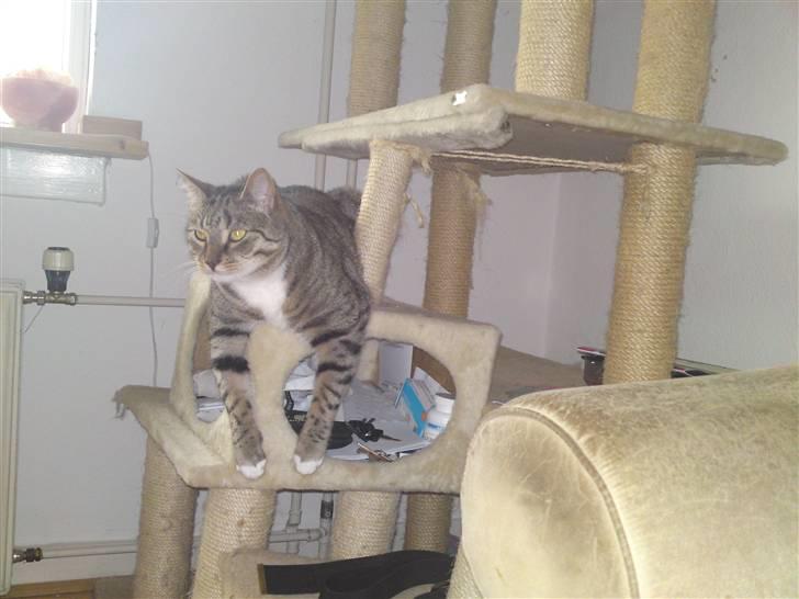 Blanding af racer benjamin - hejsa billede 1