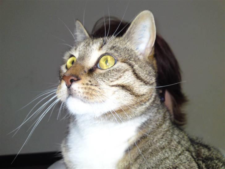 Blanding af racer benjamin - hejsa billede 2