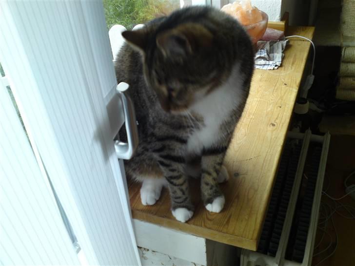 Blanding af racer benjamin billede 3