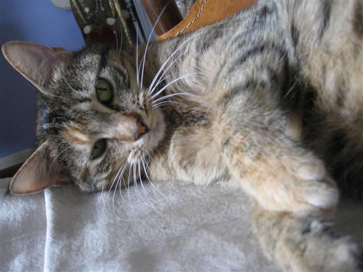 Huskat frida - Er det noget man kan lege med ?? billede 11