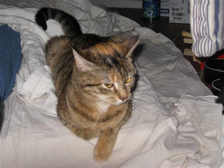 Huskat frida - Se hvor stærk jeg er billede 12