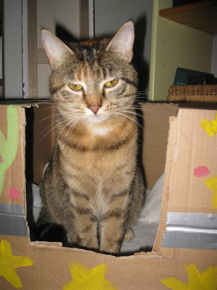 Huskat frida - Mit hus er bare flottere end dit hus ;b billede 13