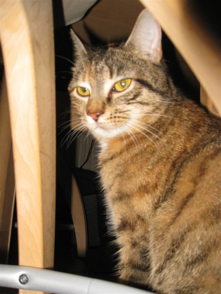 Huskat frida billede 14