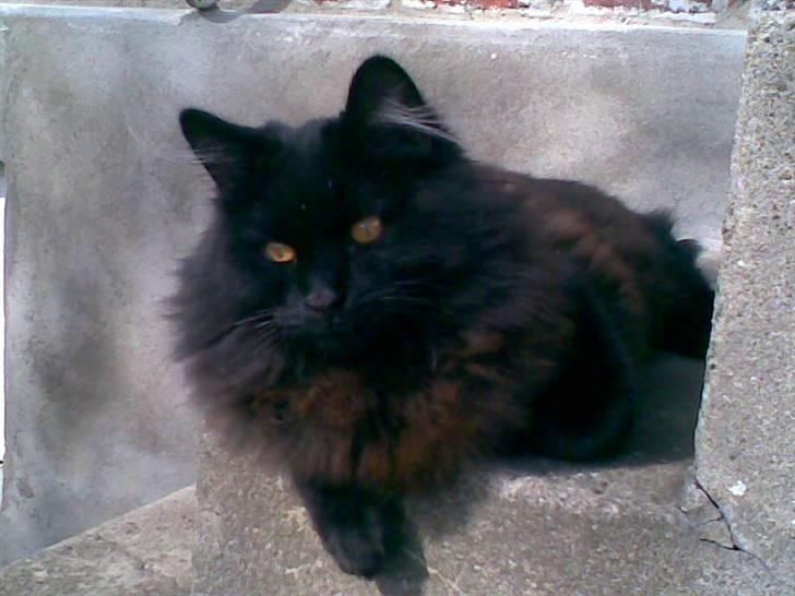 Blanding af racer Harry - Hvor er det skønt med en slapper i solen... billede 1