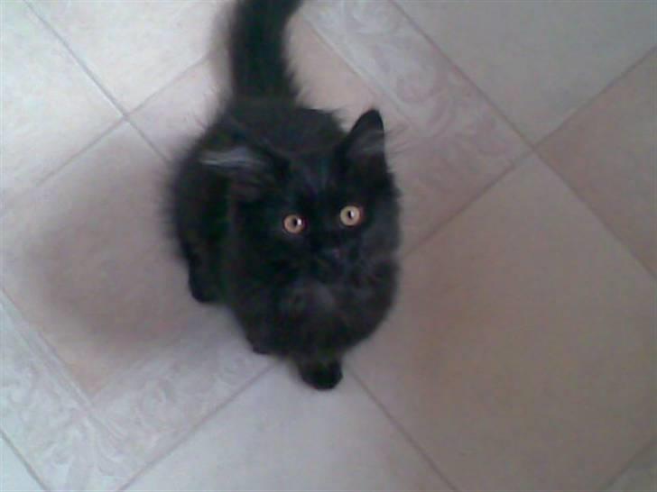 Blanding af racer Harry - må jeg ikke nok komme op til dig mor... billede 2