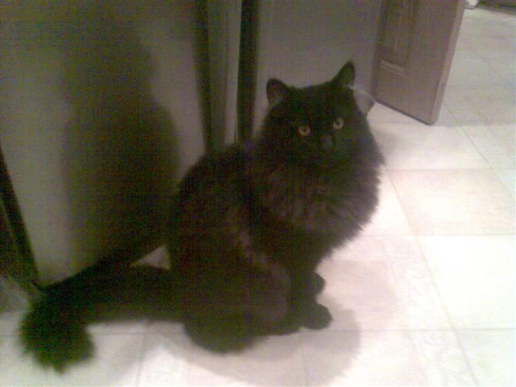 Blanding af racer Harry - gider i så godt komme med den mad. jeg ka jo ikke selv åbne køleskabet det burde i da vide... billede 3