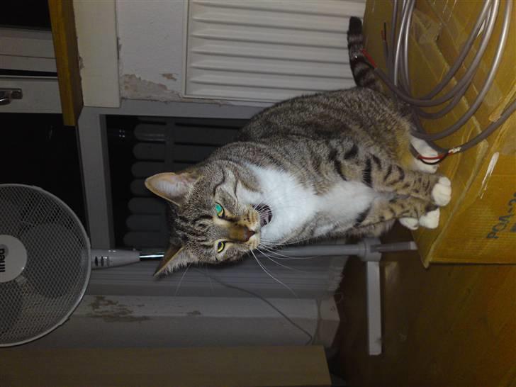 Blanding af racer benjamin billede 4