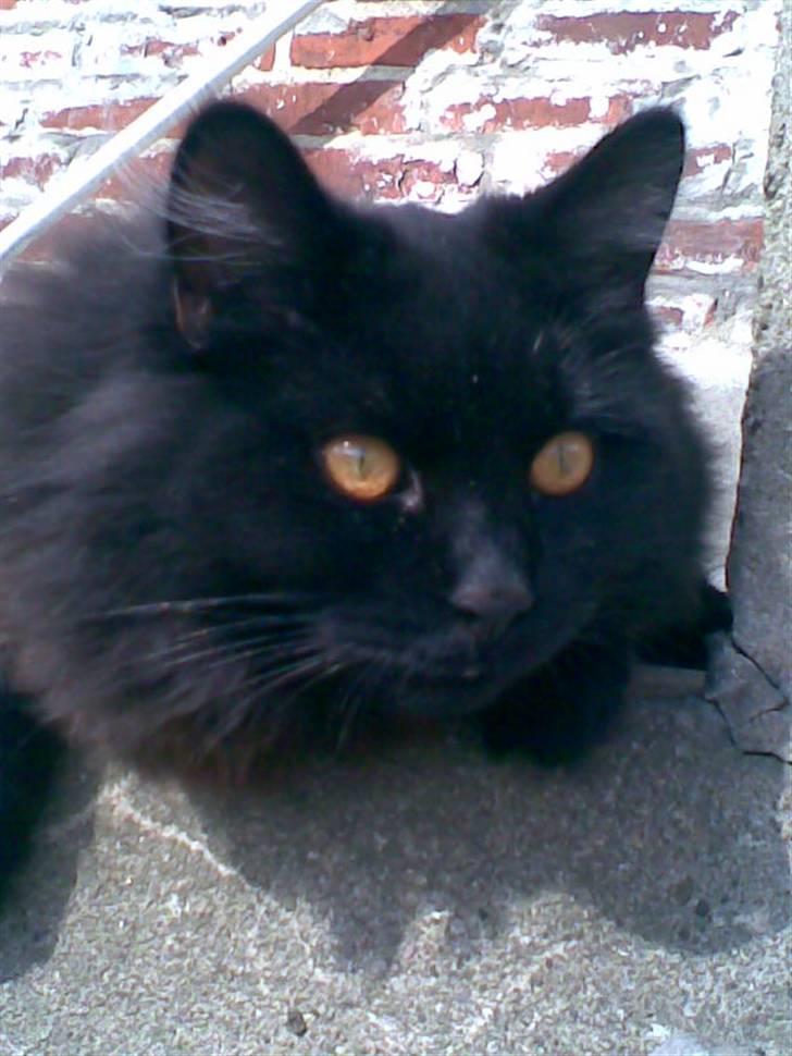 Blanding af racer Harry billede 4