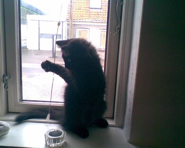 Blanding af racer Harry - Ka du så komme her jeg skal gi dig skal jeg.., billede 5