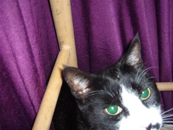 Blanding af racer Figaro - søde lille baby <3 billede 2