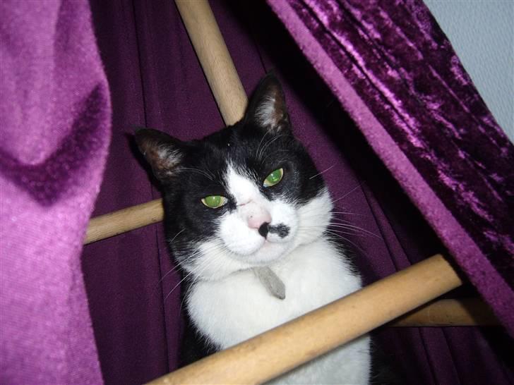 Blanding af racer Figaro - bare rolig der kommer flere billeder plz lad ham komme ind billede 3