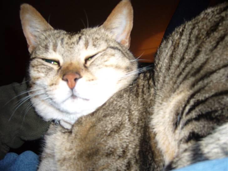 Blanding af racer Duchez - elsker hende for meget<3 billede 2