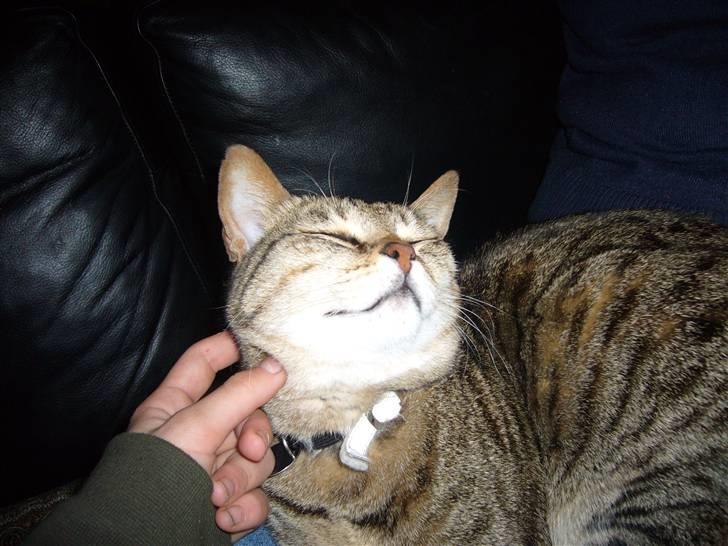 Blanding af racer Duchez - hun er sku for kær <3 billede 3