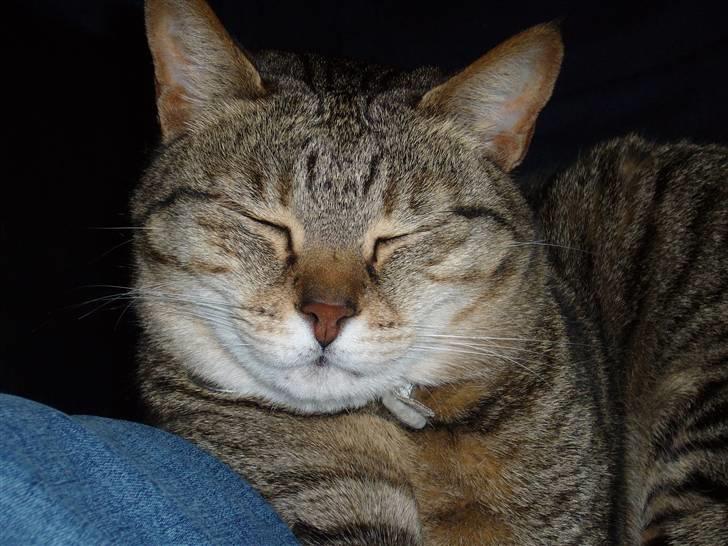 Blanding af racer Duchez - I LOVE U <3 billede 4