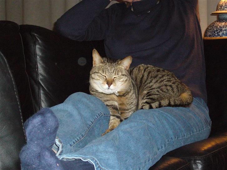 Blanding af racer Duchez - så sidder vi lige lidt på min mors skød heeh <3 billede 5