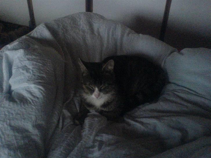 Huskat Mads avlivet ;( R.I.P! - heysa siger mads billede 6