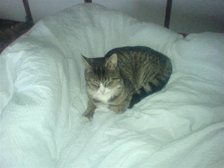 Huskat Mads avlivet ;( R.I.P! - Godnat siger Mads billede 7