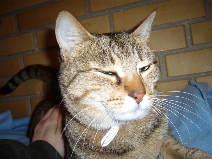 Blanding af racer Lady - welkommen til Lady´s profil billede 1