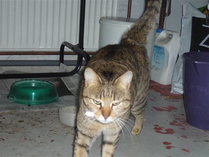 Blanding af racer Lady - her kommer jeg <3 billede 2