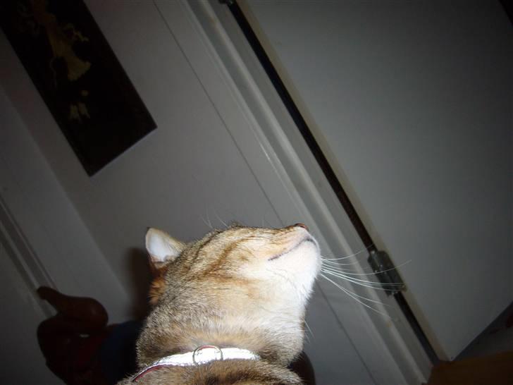 Blanding af racer Lady - uhhh jeg er bare for sej heeh <3 billede 3