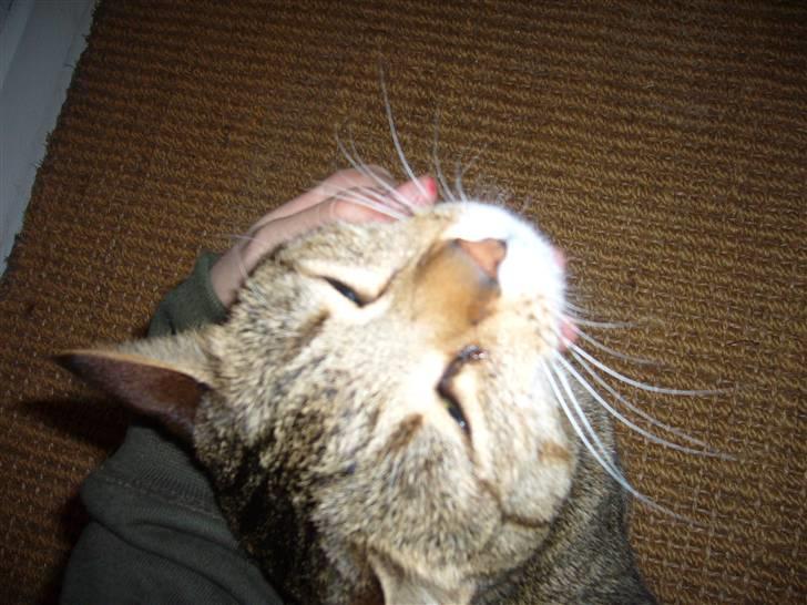 Blanding af racer Lady - se på mig er jeg ikke på for cute<3 billede 4