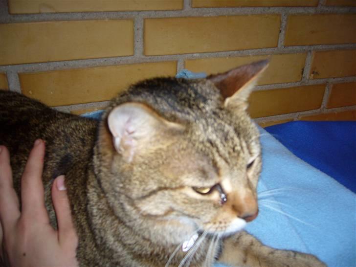 Blanding af racer Lady - selfølge er jeg sød hvad ellers heeh <3 billede 5