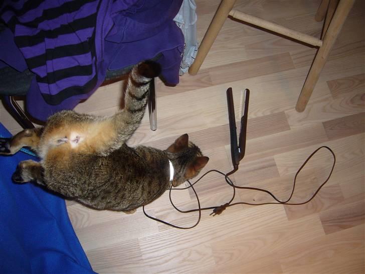 Blanding af racer Lady - SE MIN NUMSE <3 billede 6