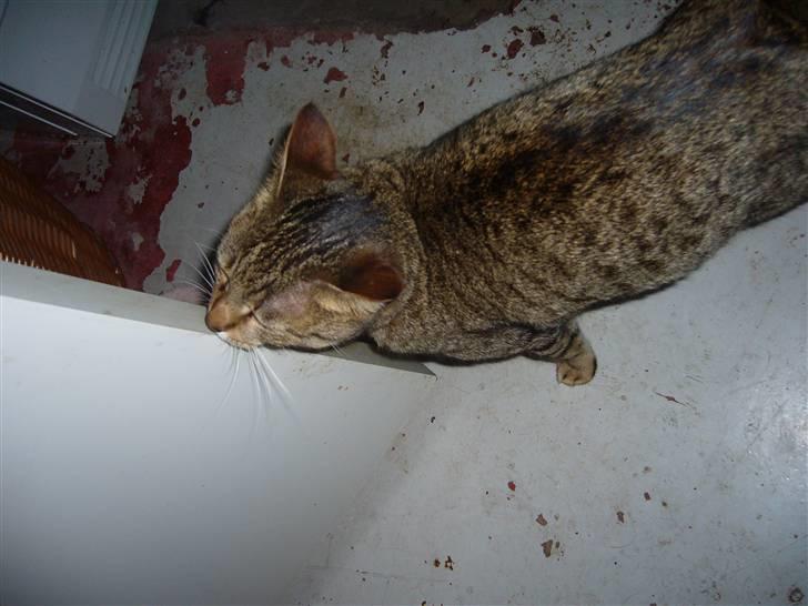 Blanding af racer Lady - nu er jeg model heeh <3 billede 7