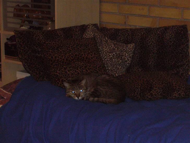 Blanding af racer Lady - kan du finde mig? <3 billede 8