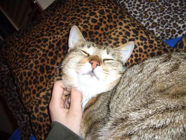 Blanding af racer Lady - uhha ja lige der jaja heeh <3 billede 9