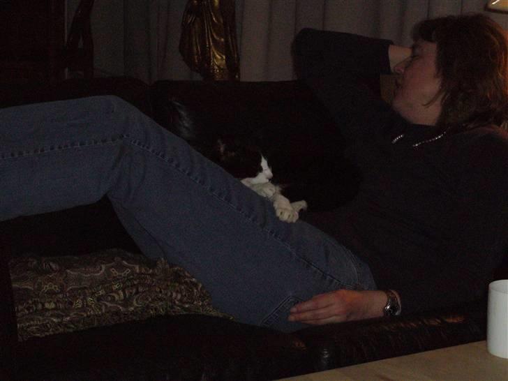 Blanding af racer Figaro - zzzz...zzz..zz.zz billede 4