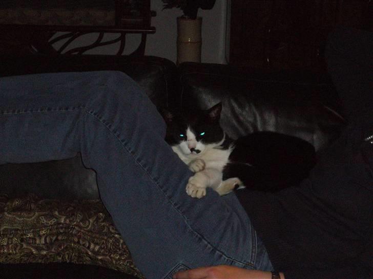 Blanding af racer Figaro - uhh hvad laver du? zzz.zzz.zz billede 5